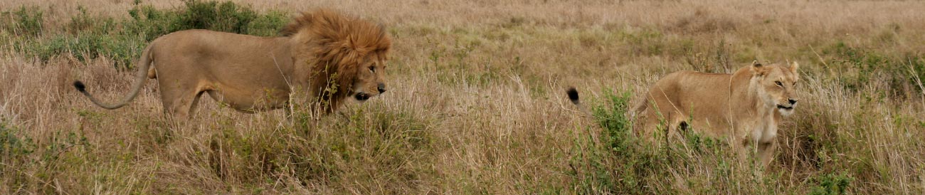 Experience Kenya Horizons Safari